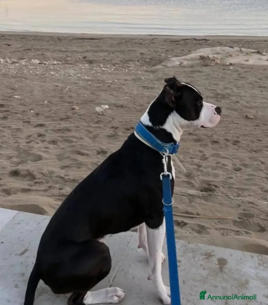 Pitbull cani in regalo: Pitbull splendido,4anni,padrone deceduto.MOLISE  - Annuncio 4