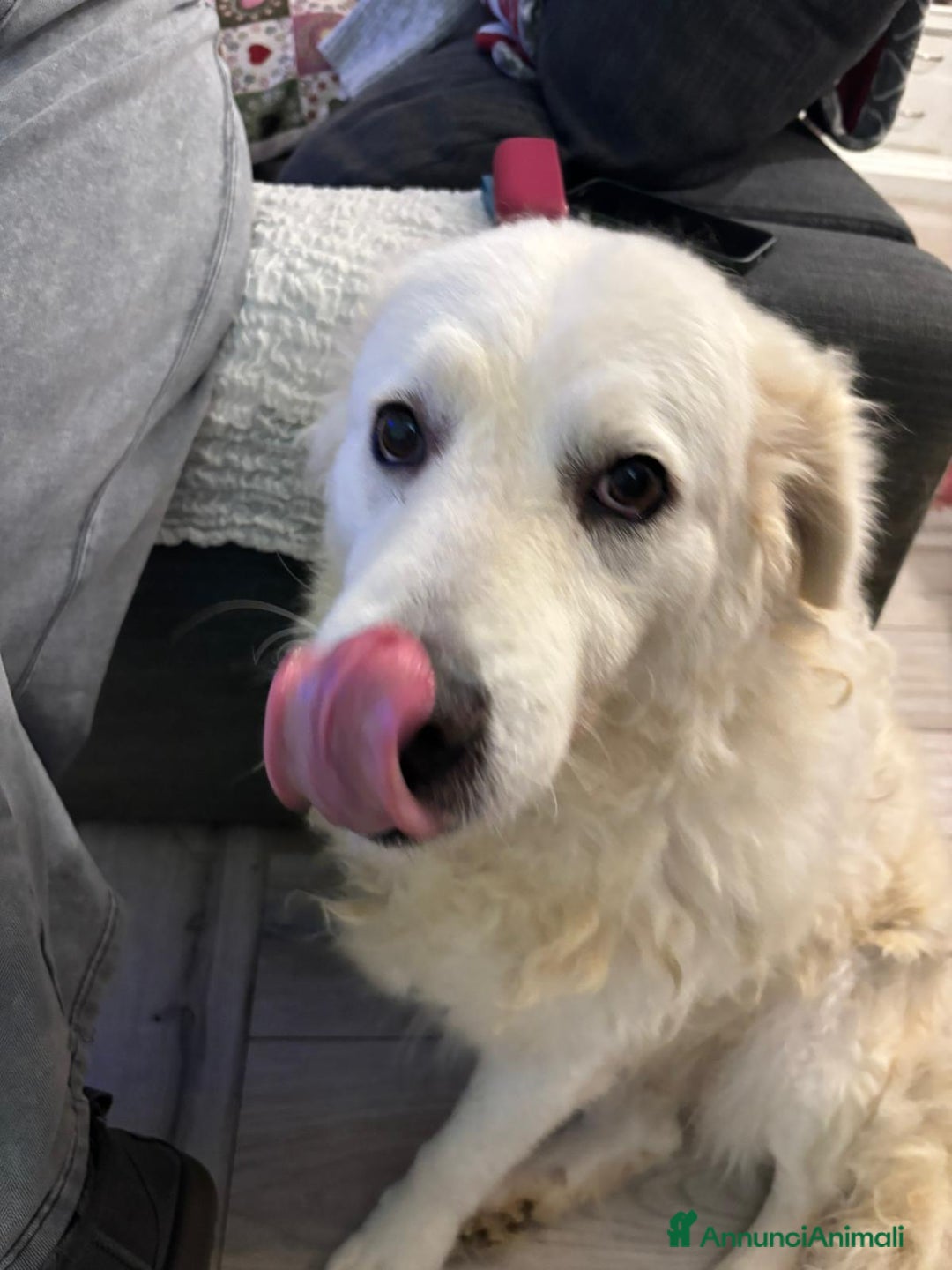 Meticcio cani in regalo: Fiammotta: pastora giovane, bella e fiera - Annuncio 4