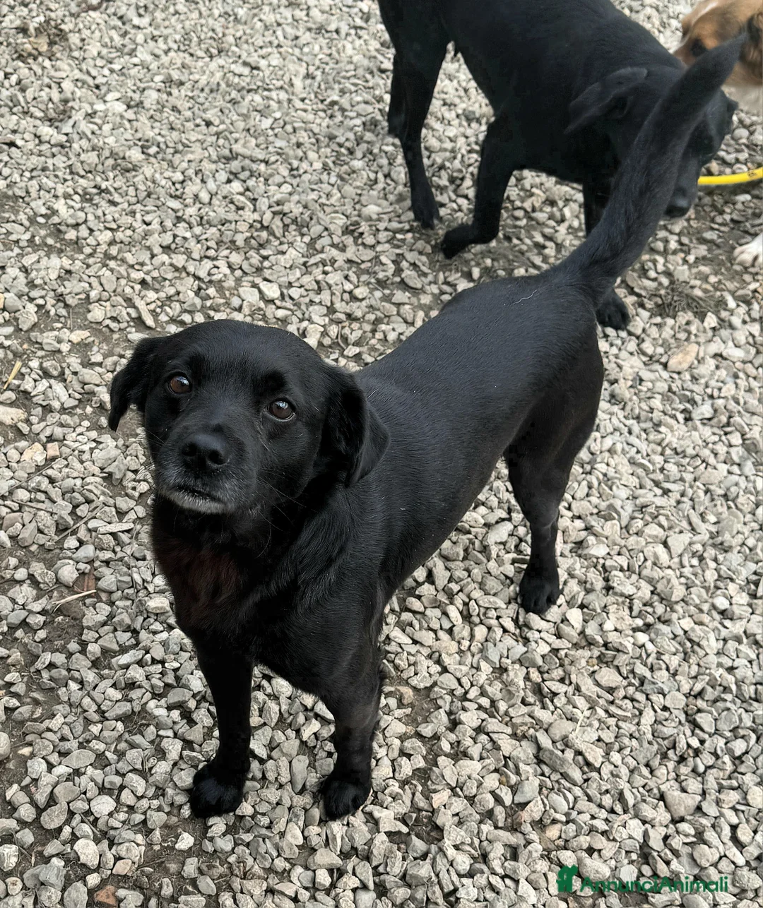 Meticcio cani in regalo: Denver 3 anni Taglia piccola  - Annuncio 4