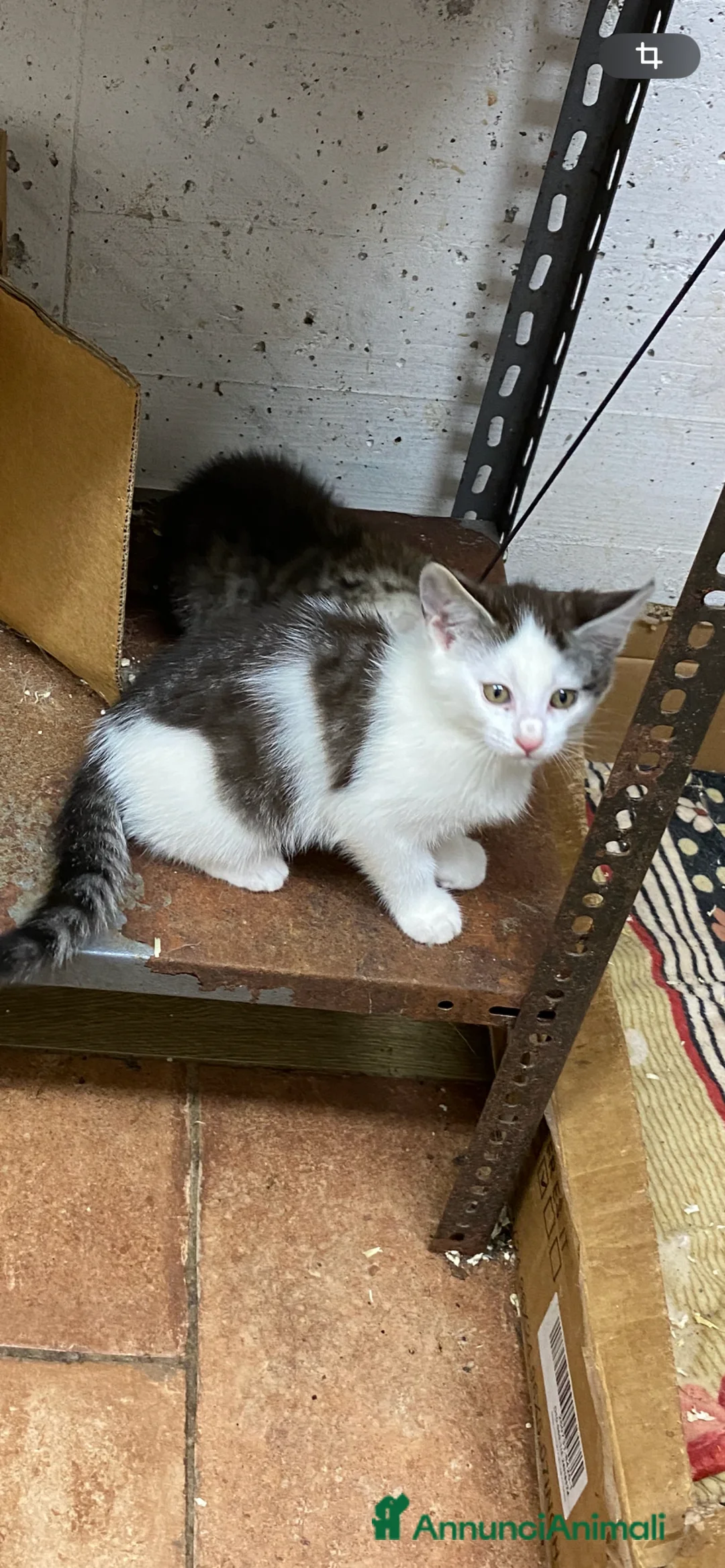 Meticcio gatti in vendita: Gattini incrocio Main coon - Annuncio 2