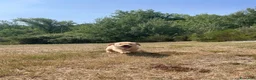 Labrador cani in vendita: Cuccioli labrador gialli - Annuncio 9