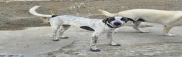 Meticcio cani in regalo: Noah meticcio  in adozione a Libero consorzio comunale di Trapani - Annuncio 2