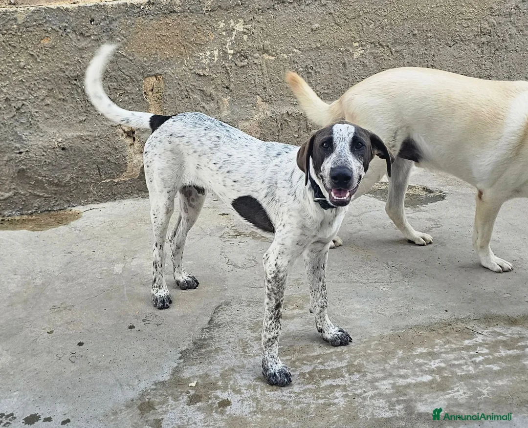 Meticcio cani in regalo: Noah meticcio  in adozione a Libero consorzio comunale di Trapani - Annuncio 2