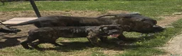 Cane Corso cani in vendita: Cucciole Cane Corso  - Annuncio 2
