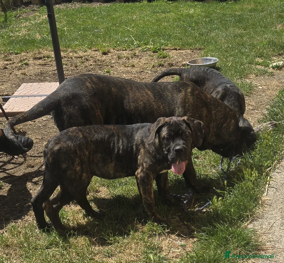 Cane Corso cani in vendita: Cucciole Cane Corso  - Annuncio 2