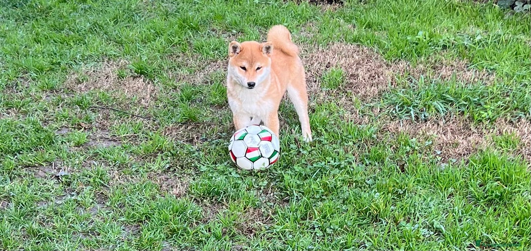 Immagine della galleria {{count}}