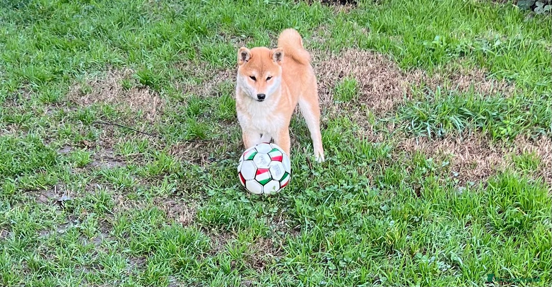 Immagine della galleria {{count}}