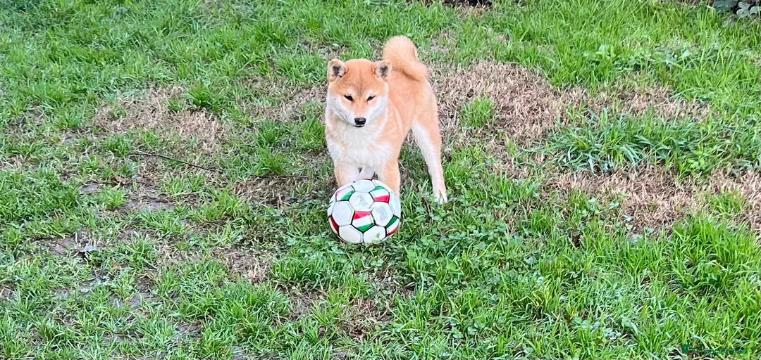 Immagine della galleria {{count}}