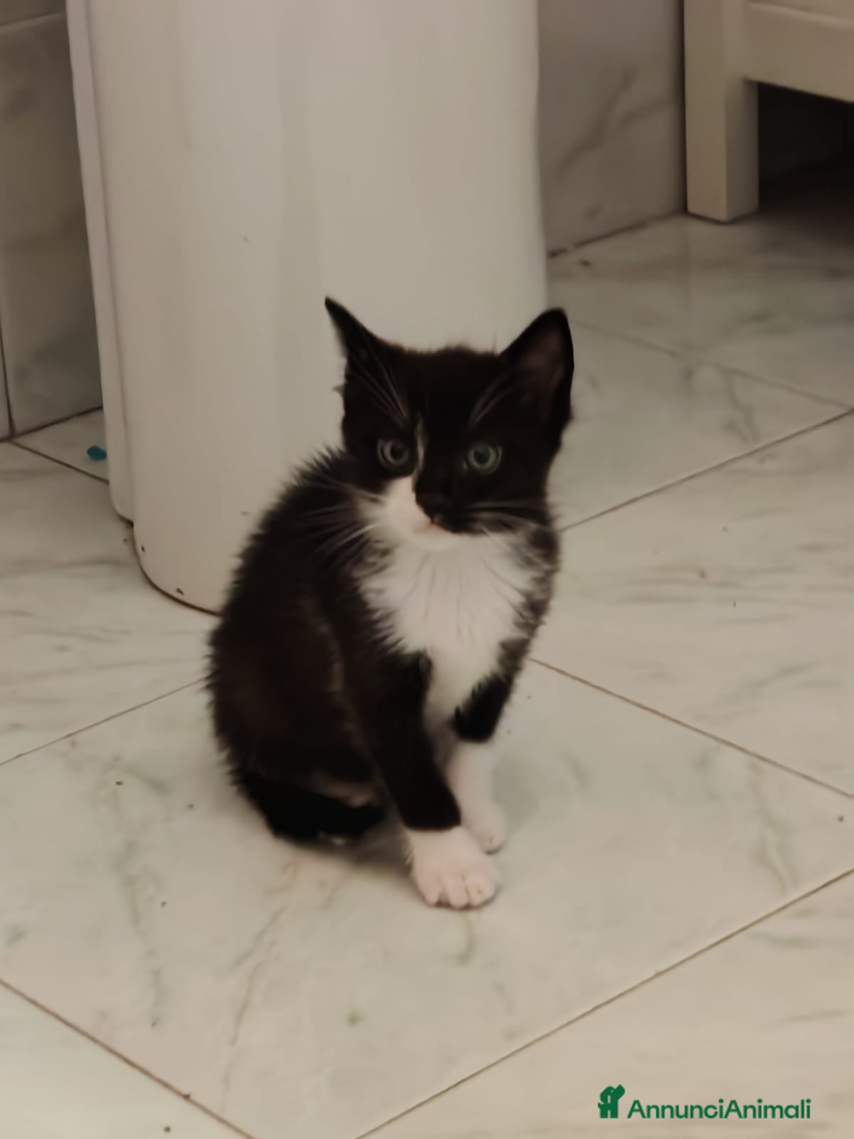 Meticcio gatti Margot e Lupin, 1 mese e mezzo mici cercano casa  - Annuncio 1