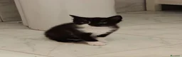 Meticcio gatti in regalo: Margot e Lupin, 2 mesi, mici cercano casa  - Annuncio 7