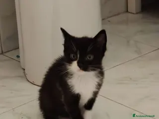 Meticcio gatti Margot e Lupin, 1 mese e mezzo mici cercano casa - Annuncio 1