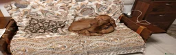 Vizsla cani per accoppiamento: Vizsla disponibile per monta - Annuncio 2