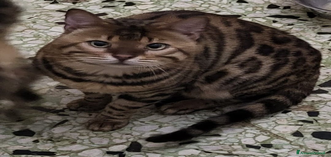 Immagine della galleria {{count}}