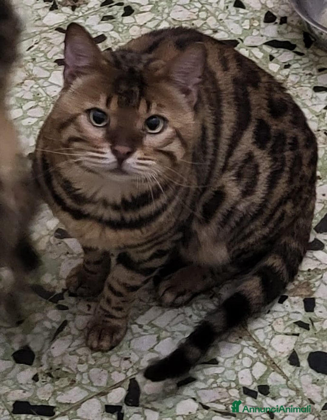 Immagine della galleria {{count}}