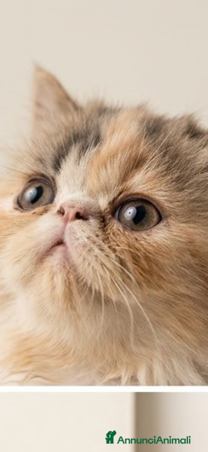 Persiano gatti Persiana calico - Annuncio 4