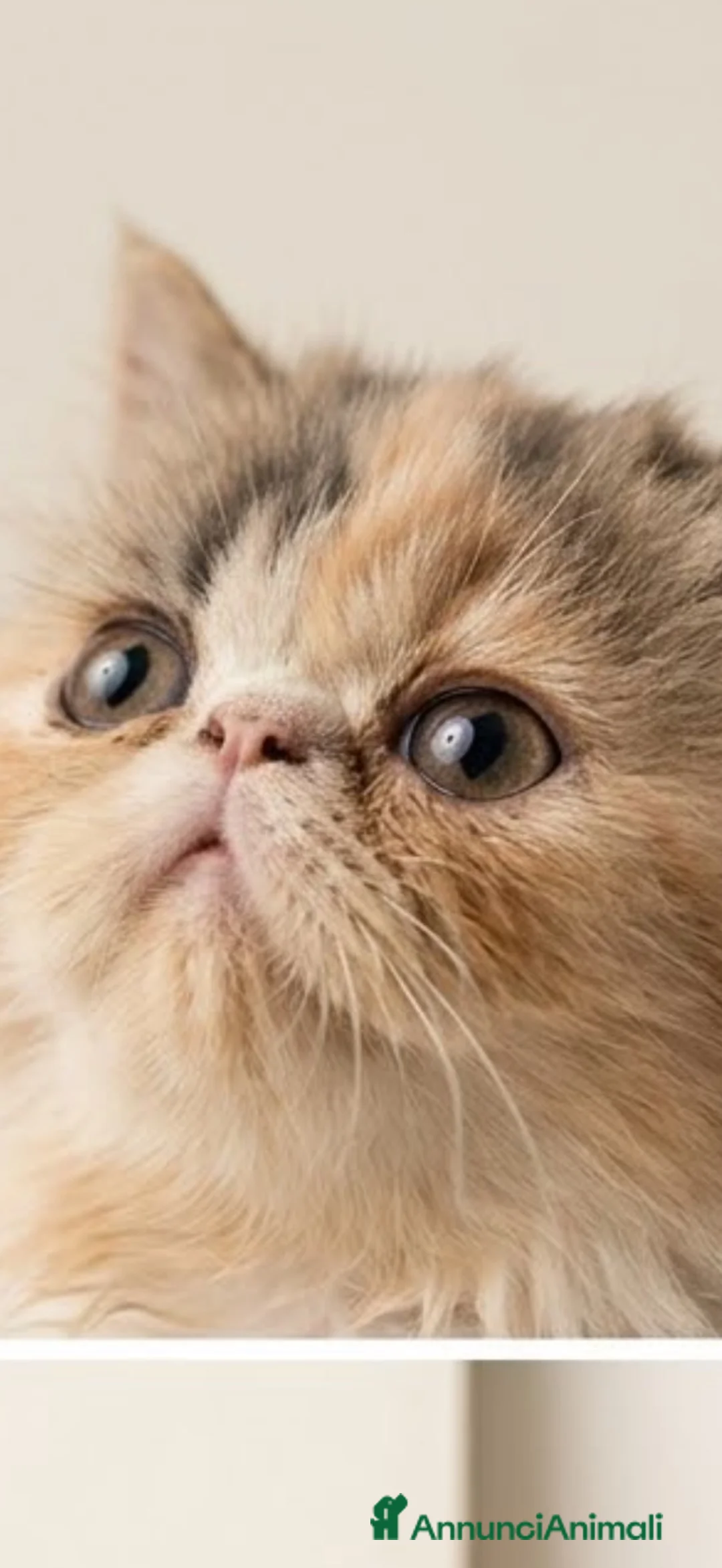 Persiano gatti in vendita: Persiana calico - Annuncio 1