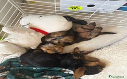 Yorkshire cani in vendita: cucciolo yourkshire terrier  a Città Metropolitana di Bologna - Immagine 10