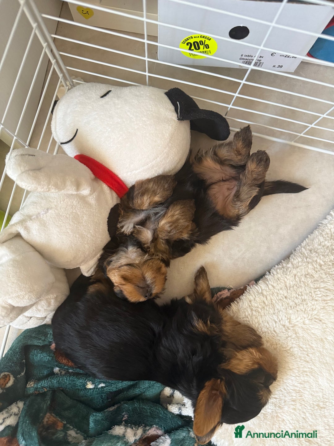 Yorkshire cani in vendita: cucciolo yourkshire terrier  a Città Metropolitana di Bologna - Immagine 10