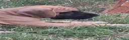 Alano cani in vendita: CUCCIOLI DI ALANO - Annuncio 4