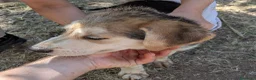 Meticcio cani in regalo: Cuccioli meticci cercano casa - Annuncio 3