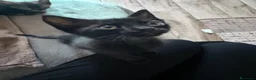 Europeo gatti in regalo: In regalo gattini europei - Annuncio 2