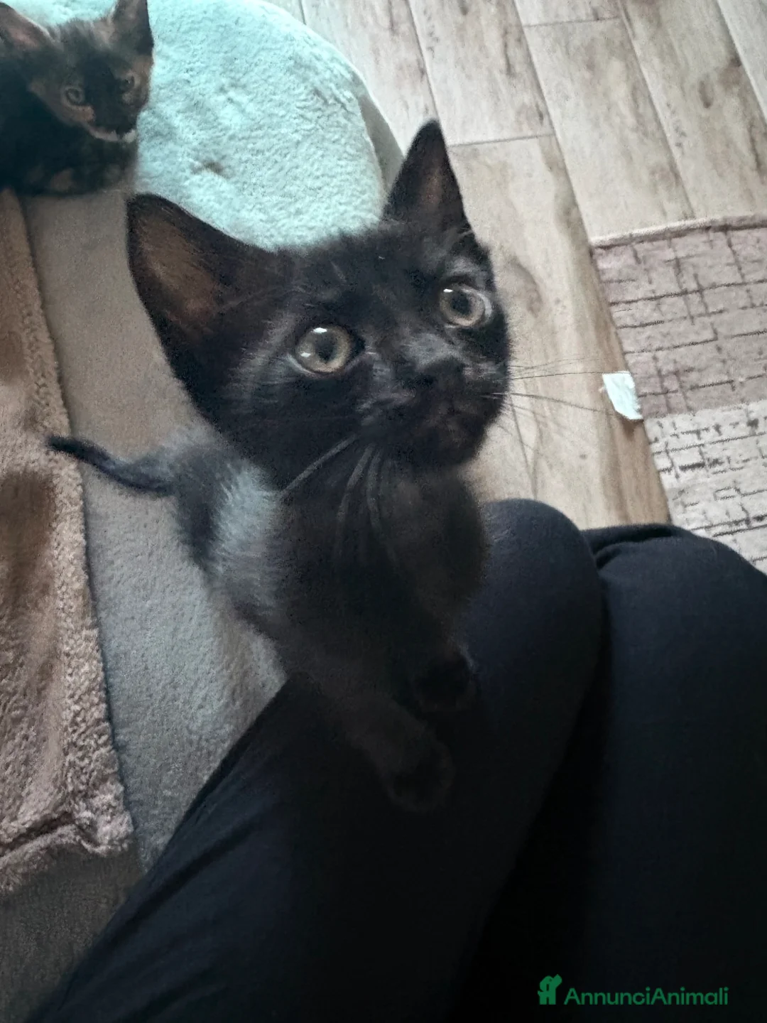 Europeo gatti in regalo: In regalo gattini europei - Annuncio 2