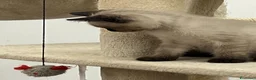 Siamese gatti in vendita: Siamesini - Annuncio 2