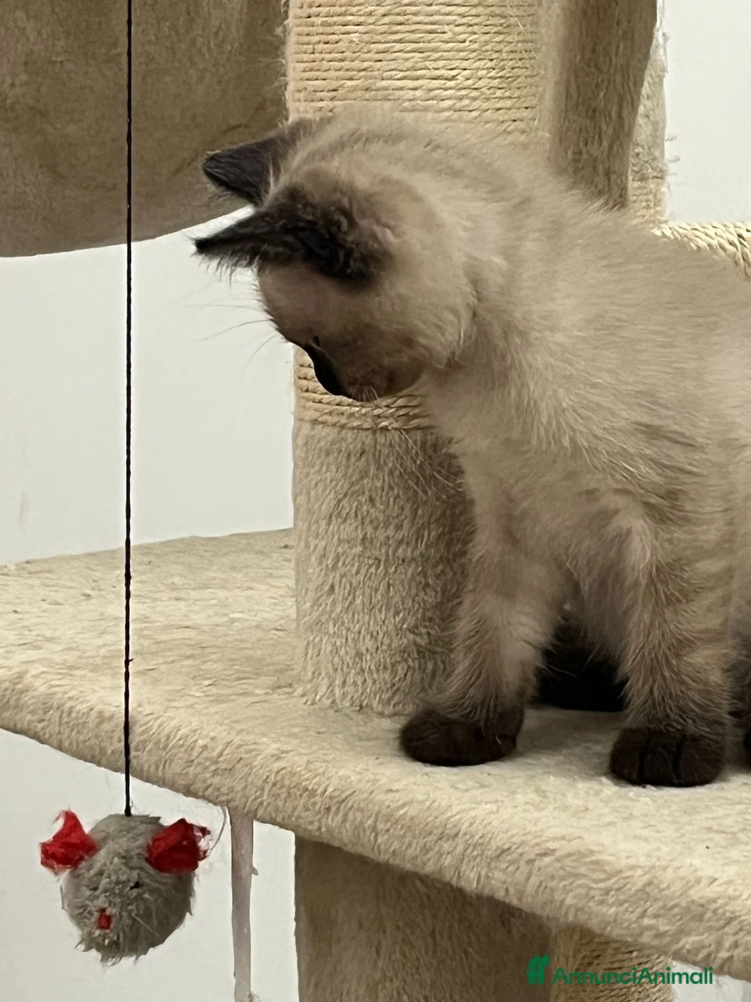 Siamese gatti in vendita: Siamesini - Annuncio 2