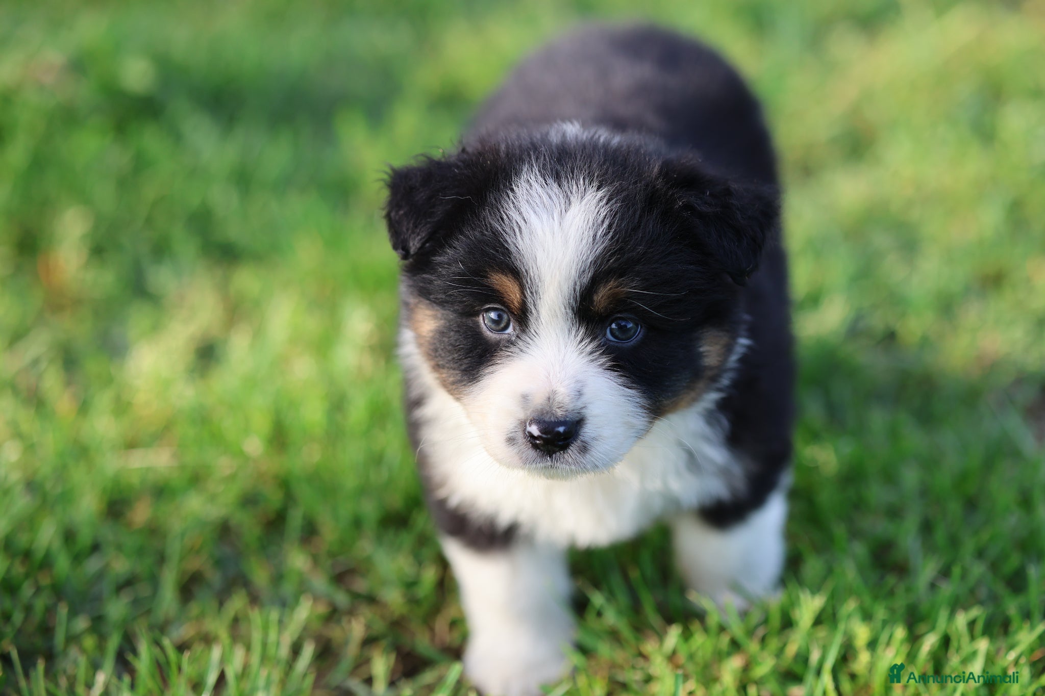 Australian Shepherd cani Cuccioli di pastore australiano  - Annuncio 3