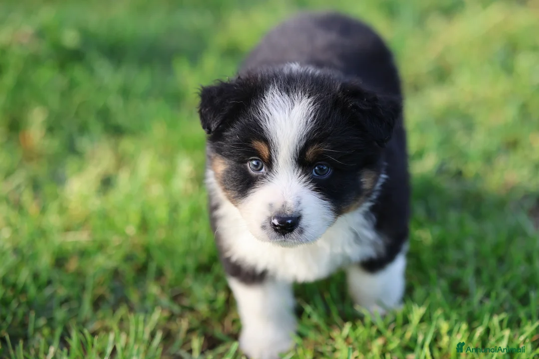 Australian Shepherd cani in vendita: Cuccioli di pastore australiano  - Annuncio 1