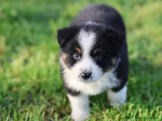 Australian Shepherd cani Cuccioli di pastore australiano - Annuncio 3