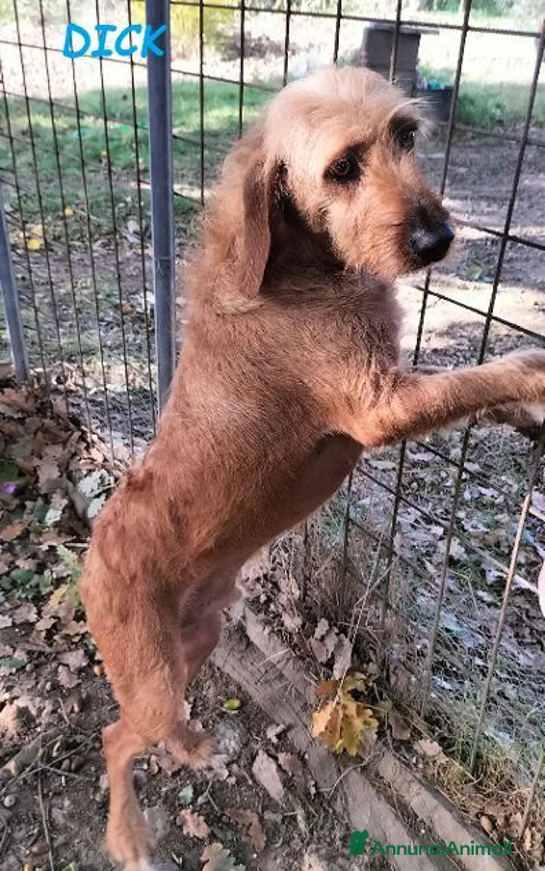 Segugio cani in regalo: DICK segugio senza più una casa a Città Metropolitana di Torino - Annuncio 1