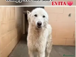 Meticcio cani Evita 3anni ENTRATA CUCCIOLA IN 1MEGACANILE.BASIL - Annuncio 37