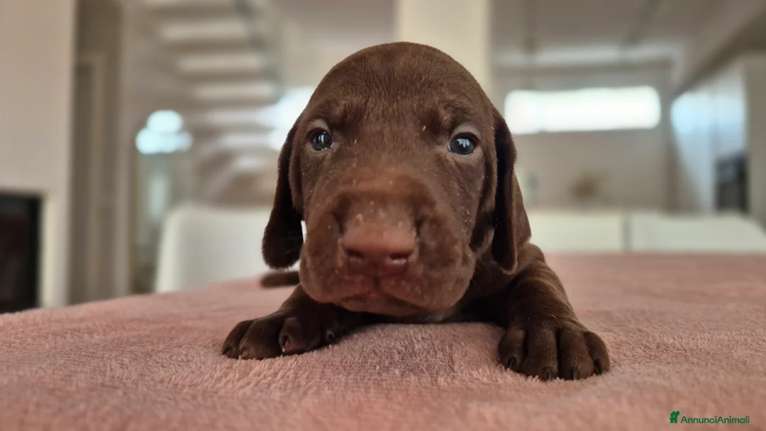 Kurzhaar cani in vendita: Cucciolata alta genealogia Kurzhaar  - Annuncio 5
