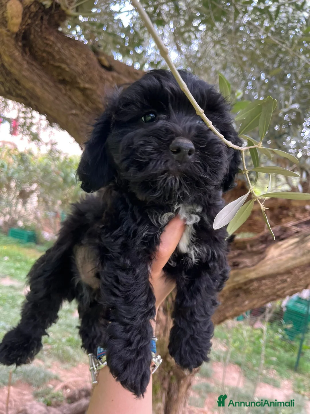 Maltipoo cani in vendita: due cuccoli cercano Casa  - Annuncio 2