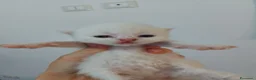 Persiano gatti in vendita: Gattini persiani  - Annuncio 12