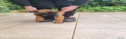 Pastore Belga cani in vendita: Cuccioli Pastore Belga Malinois in tutta Italia  a Provincia di Taranto - Annuncio 4