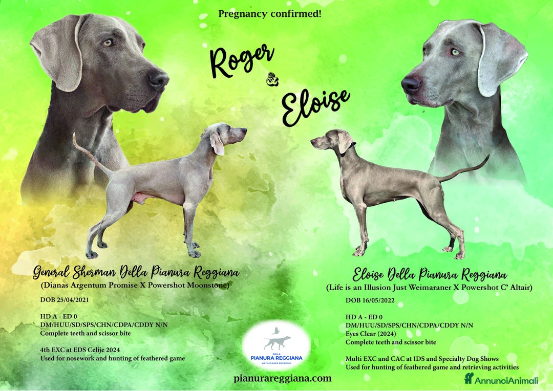 Weimaraner cani in vendita: Mr Blue cerca la sua famiglia perfetta a Provincia di Reggio Emilia - Immagine 7