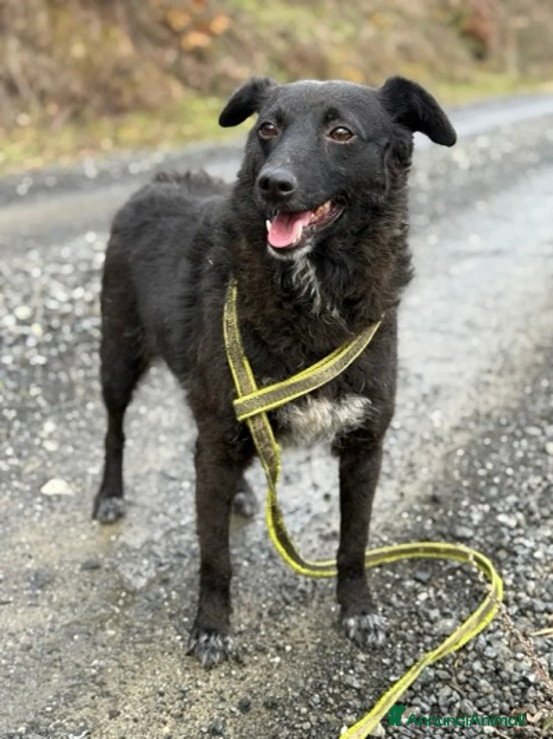 Meticcio cani in regalo: ENYA, infinitamente buona ma ignorata da tutti. - Annuncio 8