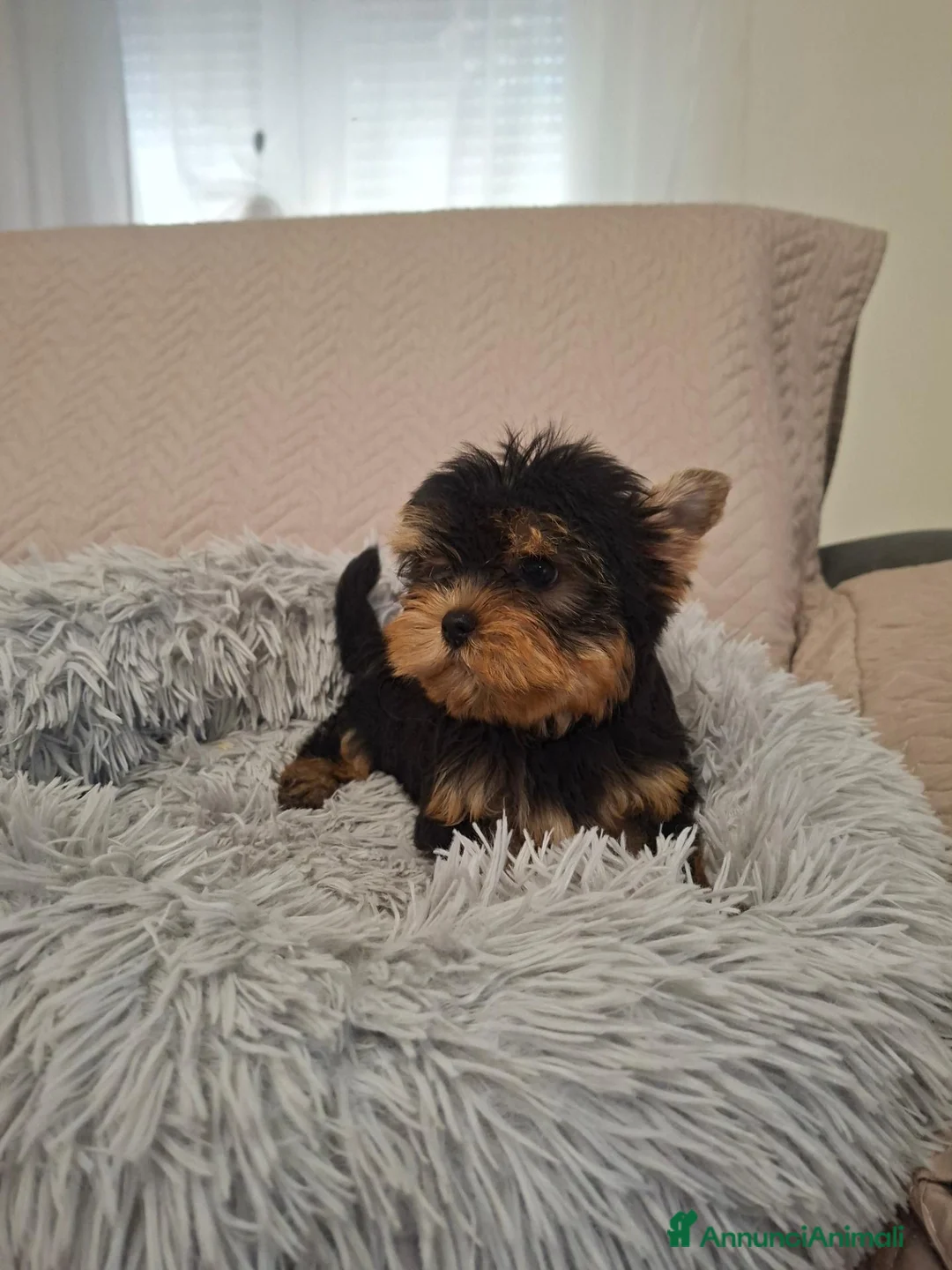Yorkshire cani in vendita: Maschietto yorkshire terrier - Annuncio 2