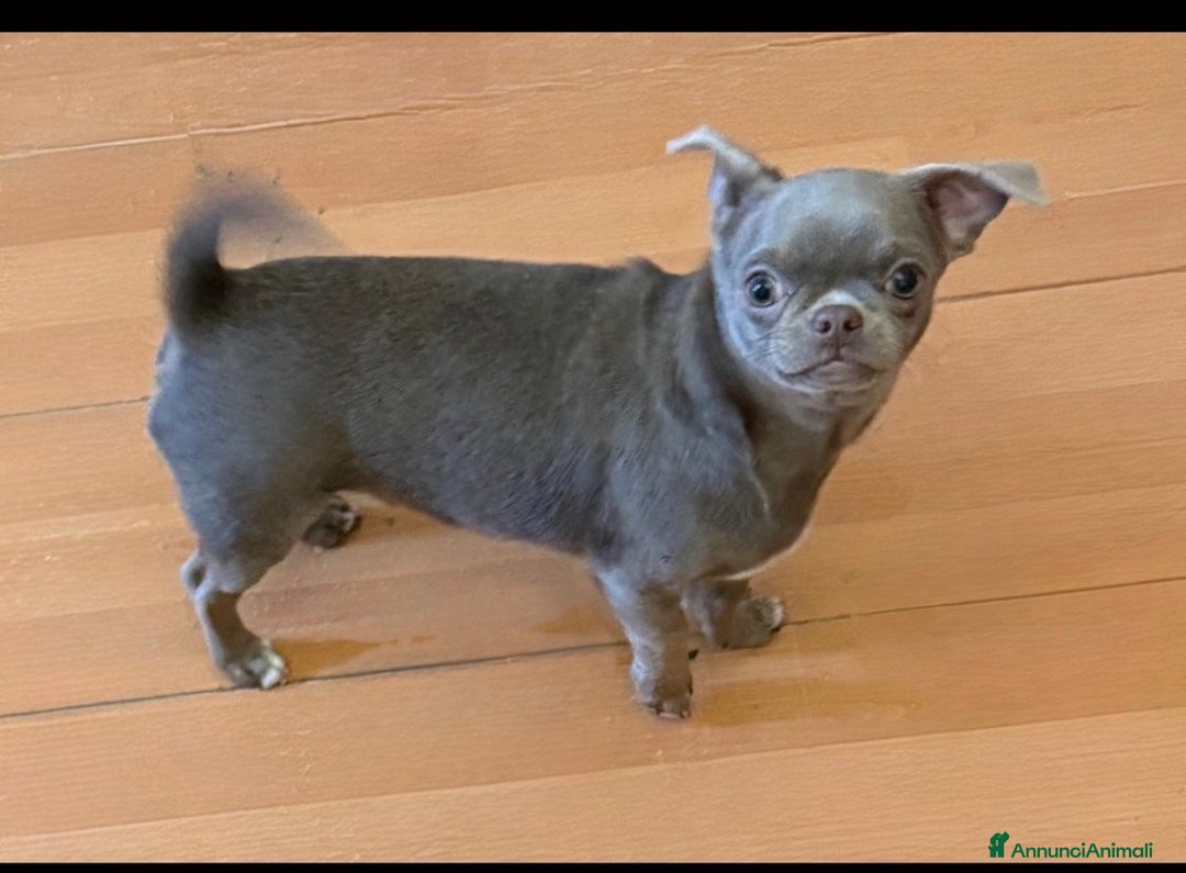 Chihuahua cani in vendita: Chihuahua lilac  - Annuncio 1