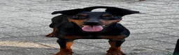 Pinscher Miniatura cani in regalo: Pinscher nano in affido - Annuncio 3