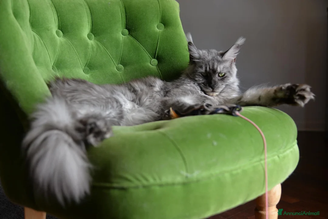 Immagine della galleria {{count}}