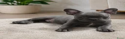 Bulldog Francese cani in vendita: Bulldog Francese Cuccioli - Annuncio 1