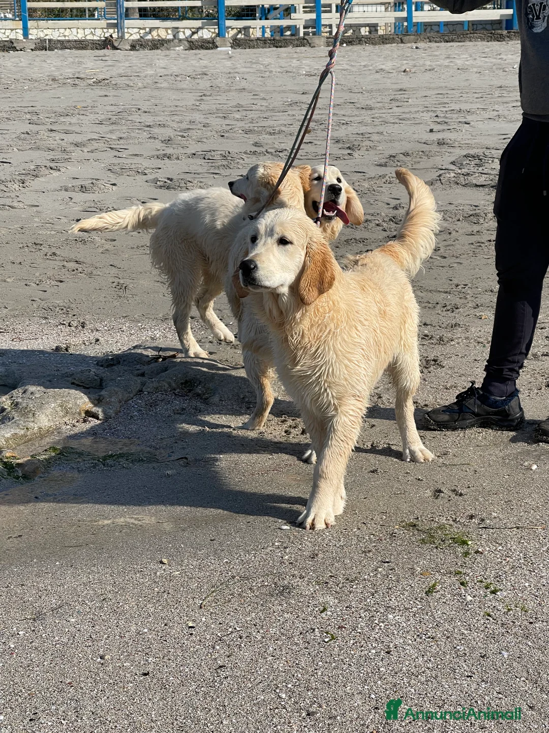 Immagine della galleria {{count}}