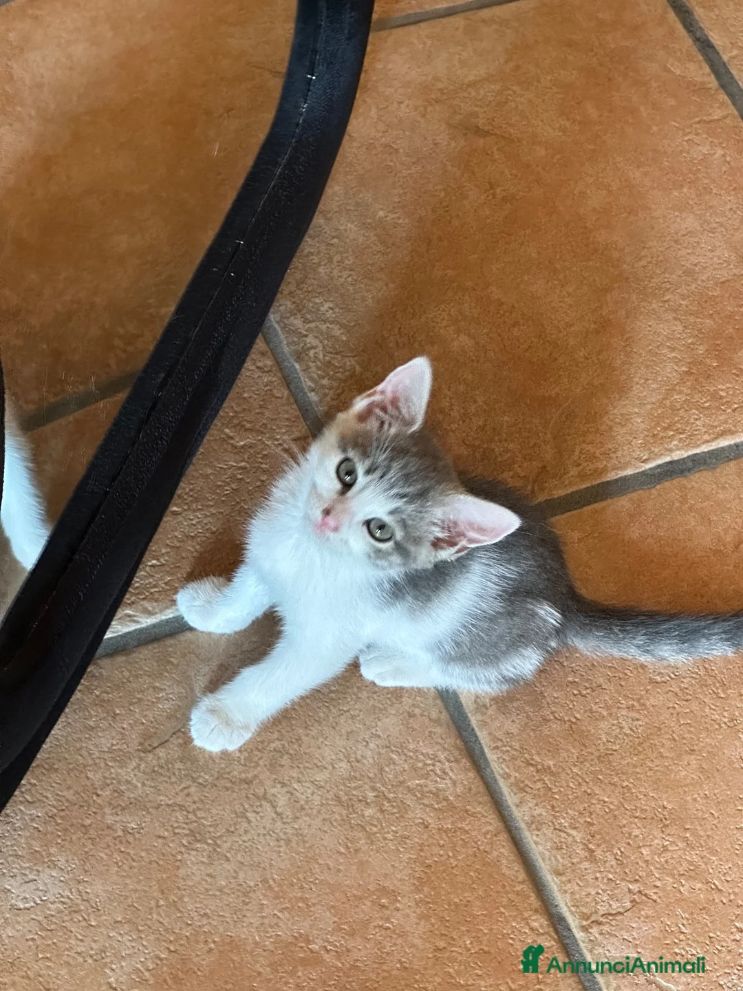 Europeo gatti in regalo: ADOZIONE GATTINE TUTTE 3 INSIEME SENZA SEPARARLE  - Annuncio 2