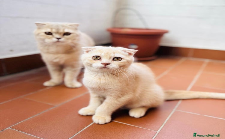 Scottish gatti a Città Metropolitana di Bologna - Annuncio 6