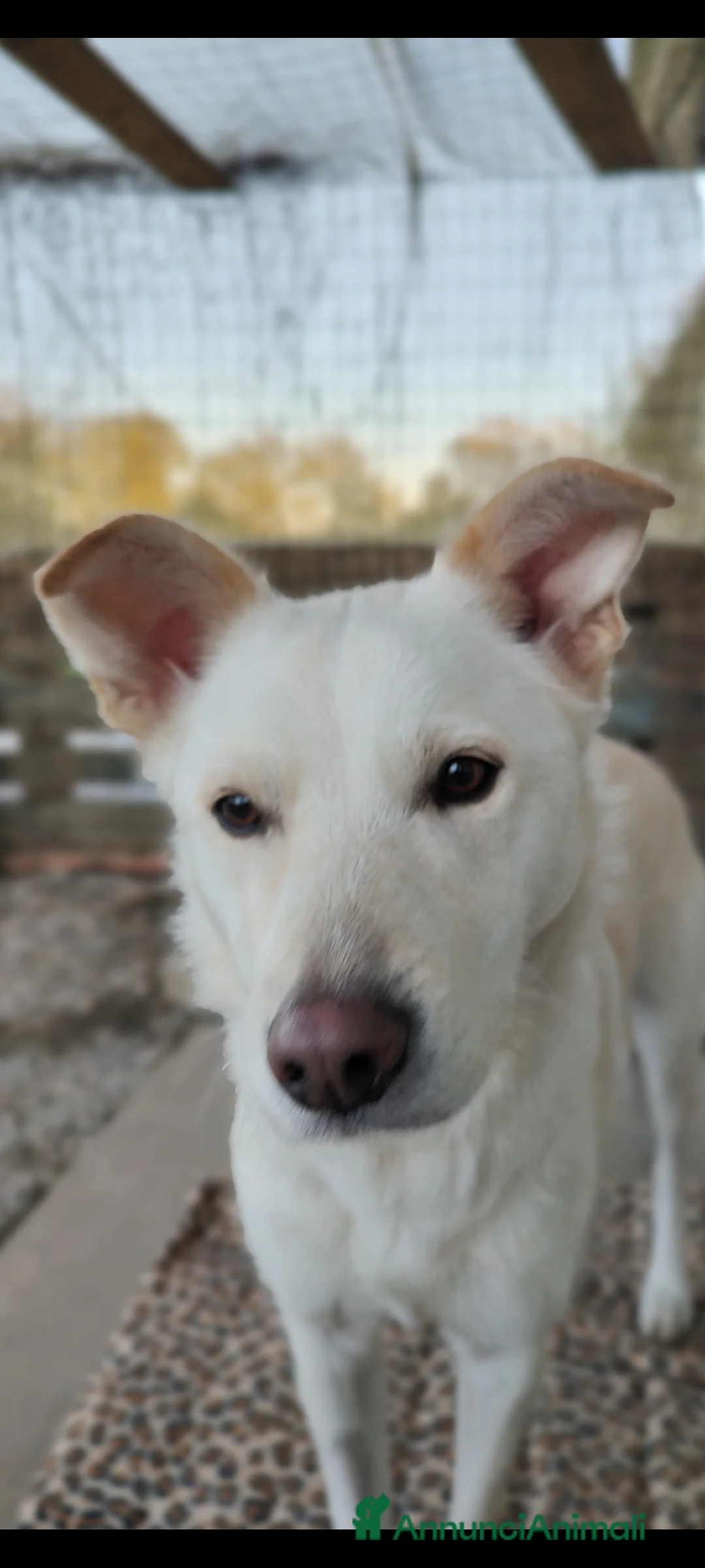 Meticcio cani in regalo: Adotta Alba a Provincia di Treviso - Annuncio 4