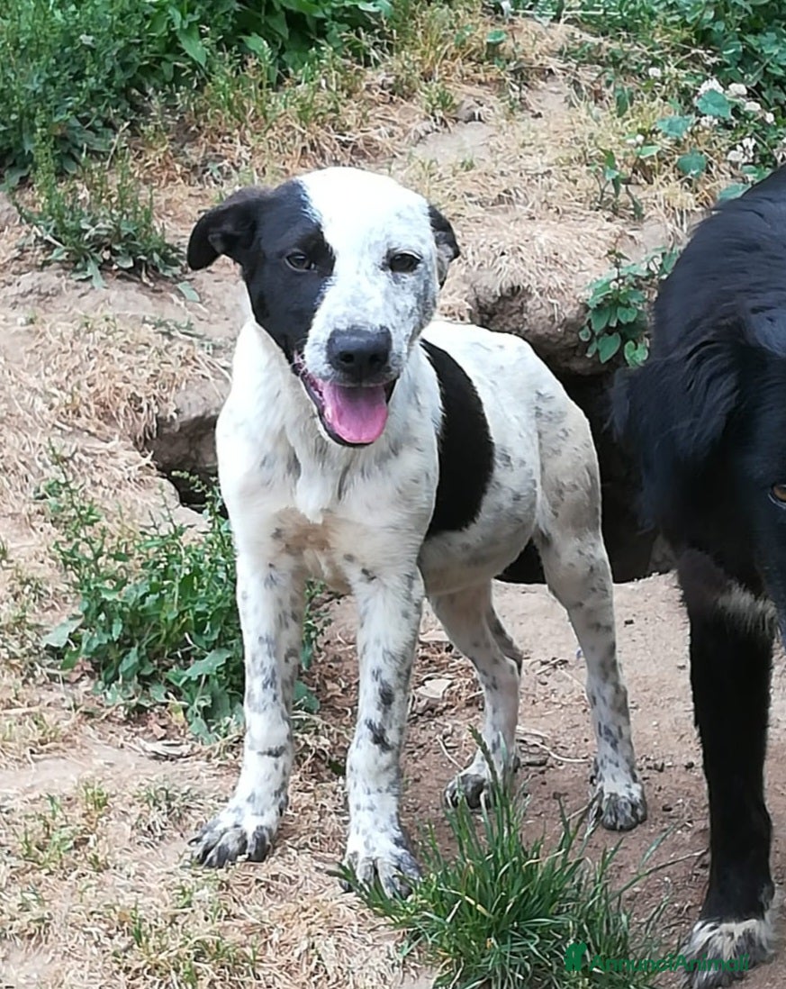Meticcio cani UNA MAMMA PER PEPA - Annuncio 1