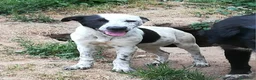 Meticcio cani in regalo: UNA MAMMA PER PEPA a Provincia di Varese - Annuncio 1